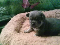 pekechi #2, a male Chihuahua and Pekingese for sale in Quaker City, OH – 4 of 5