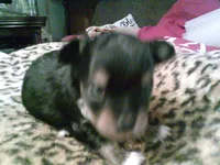 chi male #1, a male Chihuahua for sale in Quaker City, OH – 4 of 4
