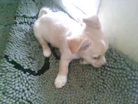 chi female #1, a female Chihuahua for sale in Quaker City, OH – 5 of 5