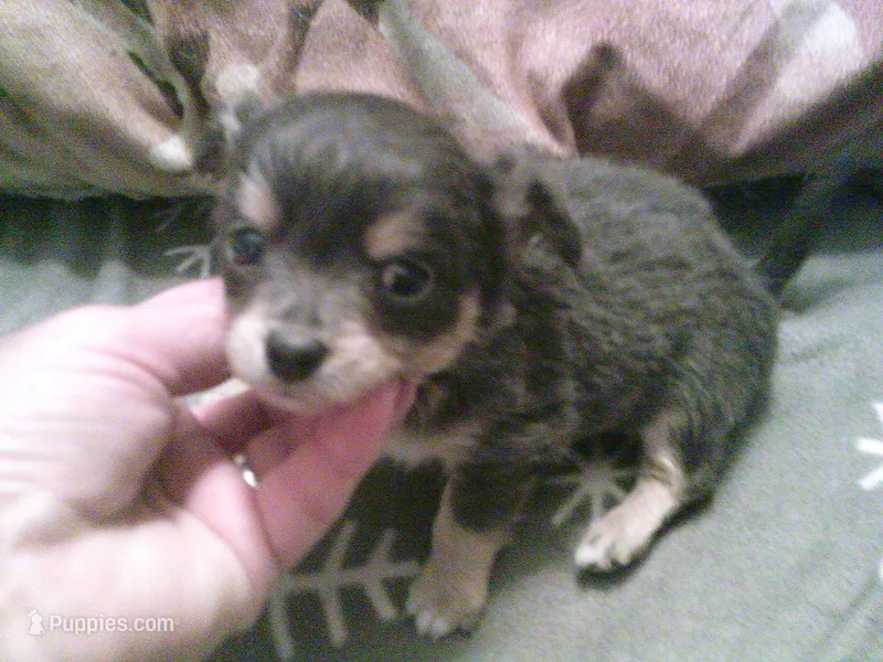 chi male #1 – Chihuahua puppy for sale in Quaker City, OH