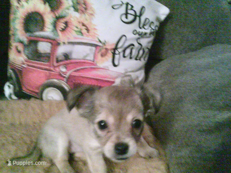 chi female #2 – Chihuahua puppy for sale in Quaker City, OH