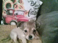 chi female #2, a female Chihuahua for sale in Quaker City, OH – 1 of 8