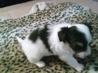 chi male #4, a male Chihuahua for sale in Quaker City, OH – 4 of 5