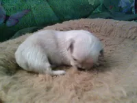 pekechi #3, a male Chihuahua and Pekingese for sale in Quaker City, OH – 4 of 5