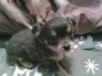 chi male #1, a male Chihuahua for sale in Quaker City, OH – 3 of 4