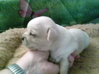 pekechi #5, a female Chihuahua and Pekingese for sale in Quaker City, OH – 3 of 5