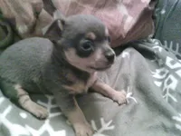 chi male #2, a male Chihuahua for sale in Quaker City, OH – 4 of 4