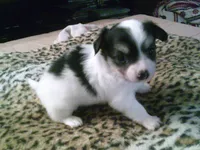 chi male #4, a male Chihuahua for sale in Quaker City, OH – 2 of 5
