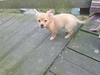 chi male #3, a male Chihuahua for sale in Quaker City, OH – 3 of 8