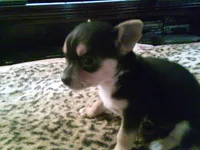 chi female #5, a female Chihuahua for sale in Quaker City, OH – 2 of 5
