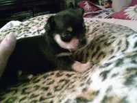 chi male #2, a male Chihuahua for sale in Quaker City, OH – 2 of 5
