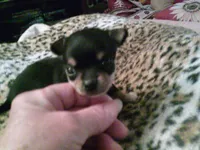 chi male #2, a male Chihuahua for sale in Quaker City, OH – 4 of 5