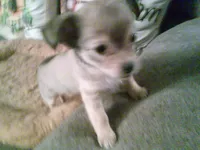 chi female #2, a female Chihuahua for sale in Quaker City, OH – 7 of 8
