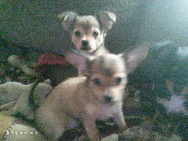 chi female #3 – Chihuahua puppy for sale in Quaker City, OH