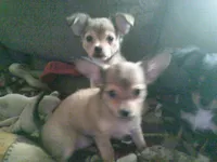 chi female #3, a female Chihuahua for sale in Quaker City, OH – 1 of 7