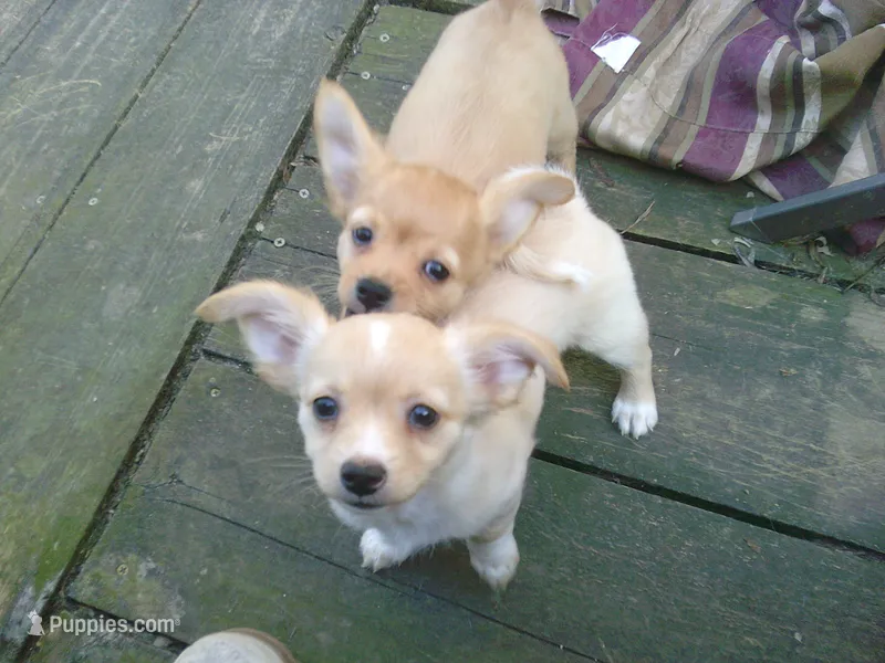 chi female #1 – Chihuahua puppy for sale in Quaker City, OH