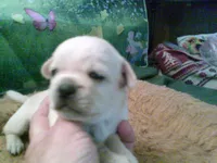 pekechi #5, a female Chihuahua and Pekingese for sale in Quaker City, OH – 2 of 5