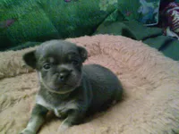 pekechi #2, a male Chihuahua and Pekingese for sale in Quaker City, OH – 3 of 5