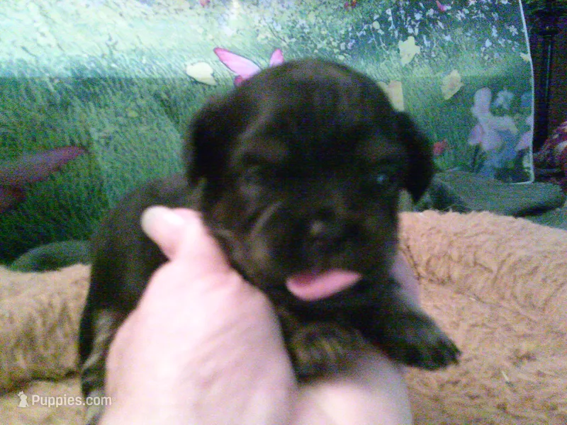 Pekechi #6 – Chihuahua, Pekingese puppy for sale in Quaker City, OH