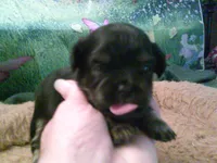 Pekechi #6, a female Chihuahua and Pekingese for sale in Quaker City, OH – 1 of 5
