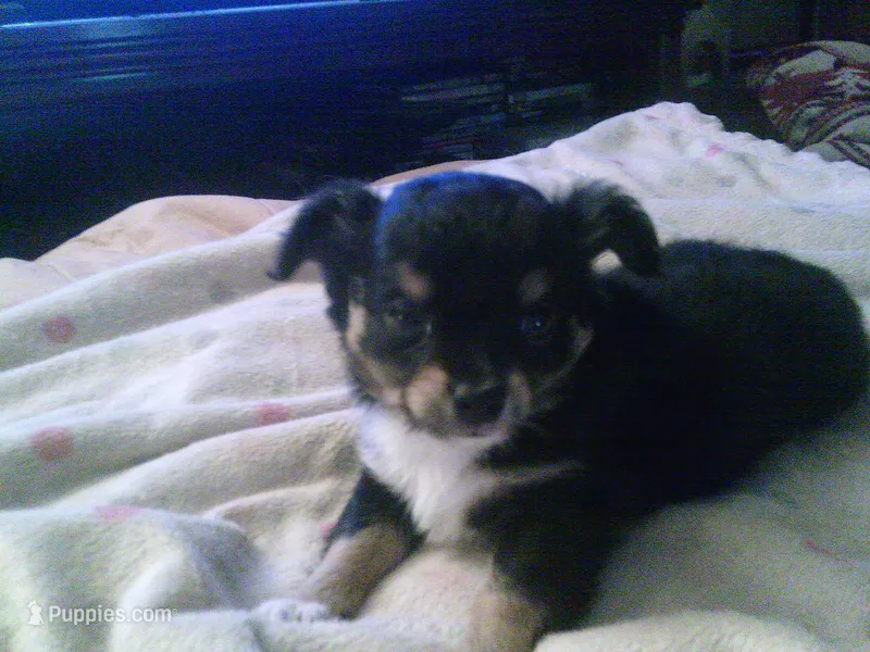 chi male #1 – Chihuahua puppy for sale in Quaker City, OH