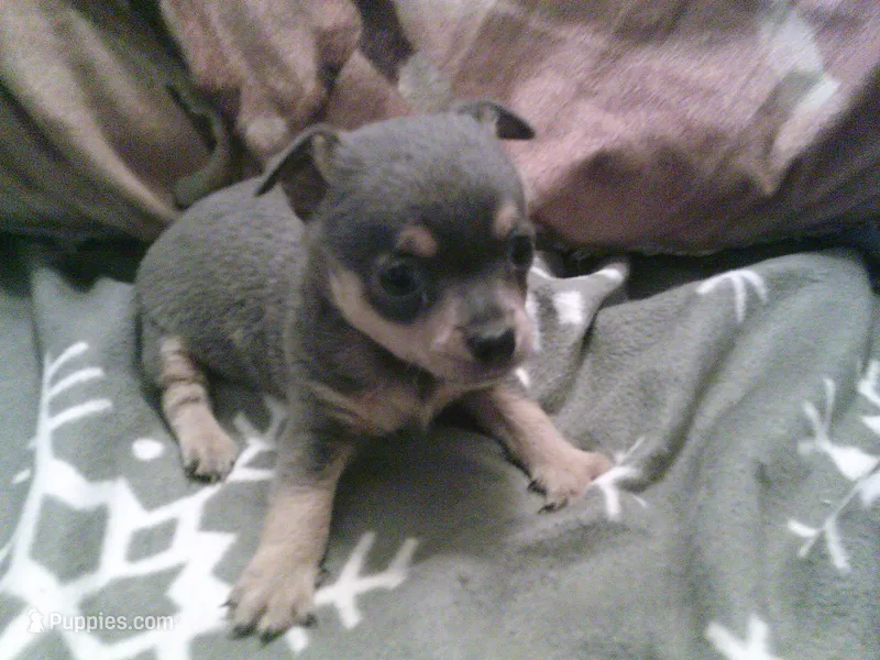 chi male #2 – Chihuahua puppy for sale in Quaker City, OH