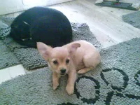 chi male #3, a male Chihuahua for sale in Quaker City, OH – 2 of 8