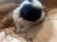 MooMoo, a female Pomchi for sale in Wake Forest, NC – Photo 2 of 5