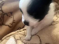 MooMoo, a female Pomchi for sale in Wake Forest, NC – Photo 3 of 5