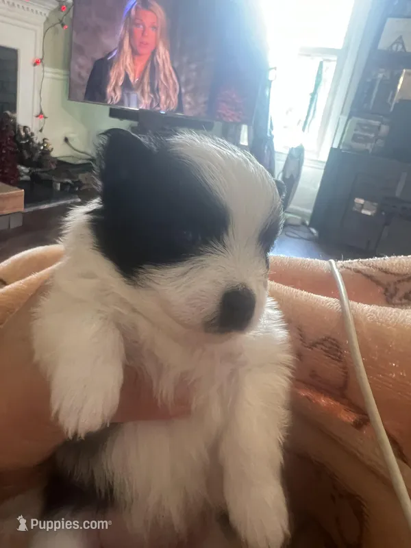 MooMoo – Pomchi puppy for sale in Wake Forest, NC