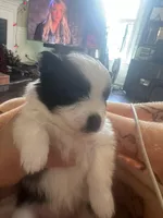 MooMoo, a female Pomchi for sale in Wake Forest, NC – Photo 1 of 5