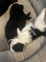 MooMoo, a female Pomchi for sale in Wake Forest, NC – Photo 5 of 5