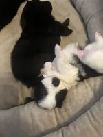 MooMoo, a female Pomchi for sale in Wake Forest, NC – Photo 4 of 5