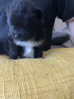 Stitch, a male Pomchi for sale in Wake Forest, NC – Photo 3 of 3