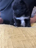 Stitch, a male Pomchi for sale in Wake Forest, NC – Photo 2 of 3