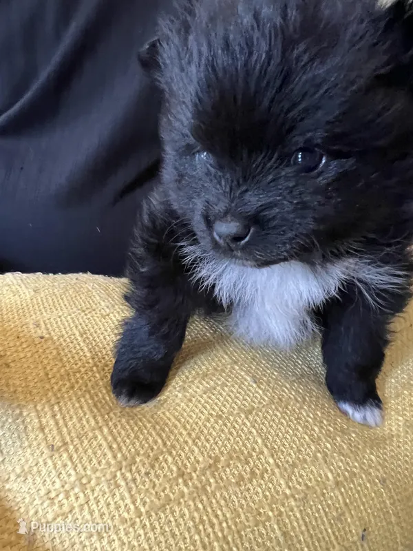 Stitch – Pomchi puppy for sale in Wake Forest, NC