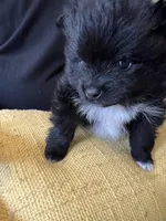 Stitch, a male Pomchi for sale in Wake Forest, NC – Photo 1 of 3