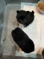 Rico, a male Pomchi for sale in Wake Forest, NC – Photo 5 of 5