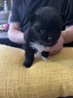 Rico, a male Pomchi for sale in Wake Forest, NC – Photo 3 of 5