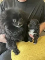 Rico, a male Pomchi for sale in Wake Forest, NC – Photo 4 of 5