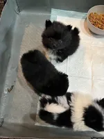 Rico, a male Pomchi for sale in Wake Forest, NC – Photo 2 of 5