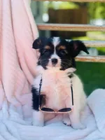 Saint, a male Papillon for sale in Golden City, MO – 3 of 10