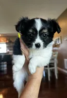 Saint, a male Papillon for sale in Golden City, MO – 5 of 10