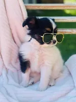 Saint, a male Papillon for sale in Golden City, MO – 4 of 10