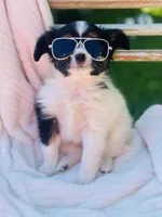 Saint, a male Papillon for sale in Golden City, MO – 2 of 10