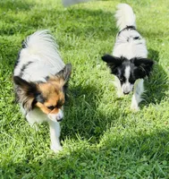 Saint, a male Papillon for sale in Golden City, MO – 8 of 10