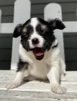 Saint, a male Papillon for sale in Golden City, MO – 7 of 10