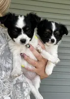 Saint, a male Papillon for sale in Golden City, MO – 6 of 10