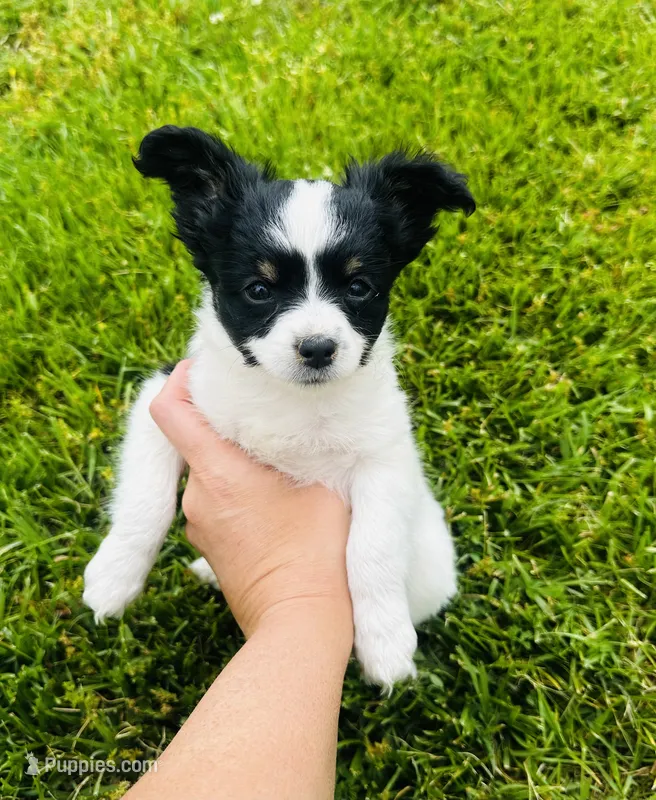 Clover – Papillon puppy for sale in Golden City, MO