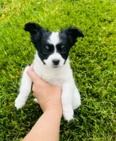 Clover, a female Papillon for sale in Golden City, MO – 1 of 10
